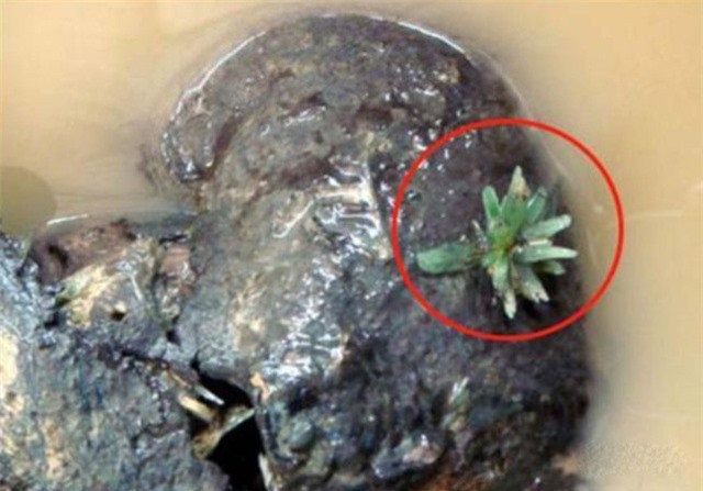 Tại ngôi mộ, các nhà khảo cổ tìm thấy nhiều món đồ dệt may. Điều này khiến các chuyên gia hoài nghi 46 thiếu nữ có khả năng là thợ may, thợ dệt trong hoàng cung. Theo một giả thuyết, những người này bị ép thực hiện tuẫn táng nhằm sang thế giới bên kia tiếp tục công việc may cho nhà vua quá cố những bộ quần áo đẹp và lộng lẫy.