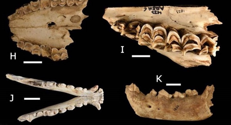 Thậm chí, linh cẩu sọc còn có khả năng tiêu hóa các bộ phận của con mồi mà hầu hết các loài động vật không thể tiêu hóa như móng guốc, sừng, lông và dây chằng. Sở dĩ như vậy là vì linh cẩu sọc có bộ hàm rắn chắc. Do đó, chúng có thể gặm và nghiền nát xương của con mồi.