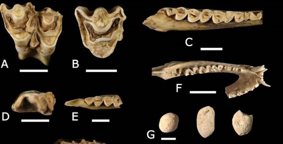 Linh cẩu sọc có thể ăn bất cứ thứ gì từ động vật ăn cỏ, động vật ăn thịt, côn trùng cho tới thực vật. Loài động vật này cũng rất ăn thịt thối rữa.