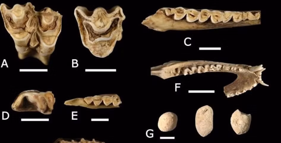 Linh cẩu sọc có thể ăn bất cứ thứ gì từ động vật ăn cỏ, động vật ăn thịt, côn trùng cho tới thực vật. Loài động vật này cũng rất ăn thịt thối rữa.