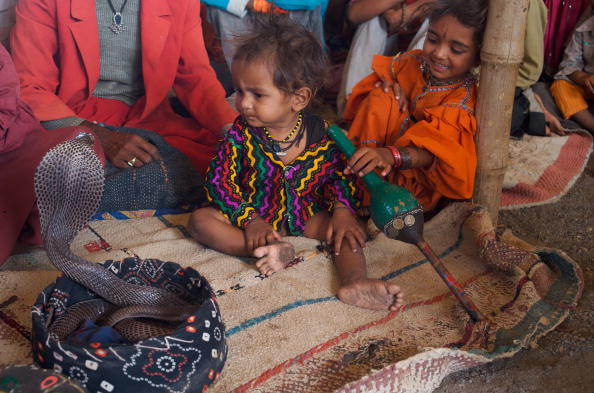 Người Vadi thường thuần hóa và sống chung với mỗi con rắn trong khoảng 7 tháng rồi thả chúng về môi trường tự nhiên. Nguyên do là bởi nếu quá khoảng thời gian trên thì những con rắn sẽ trở nên hung dữ và có thể cắn người, bao gồm cả người chăm sóc chúng suốt thời gian dài.