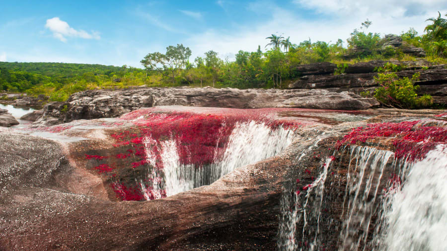 Theo các chuyên gia, sở dĩ dòng sông Caño Cristales có màu sắc độc đáo như vậy là do một loại cây thủy sinh có tên Macarenia Clavigera.