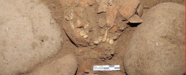 Các nhà khoa học lấy ADN chiết xuất từ xương đá - phần xương nằm sâu trong hộp sọ của Bessé và chứa tai trong.