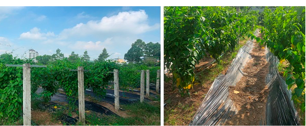 Vien nang Omega 3 tu cay sacha inchi chat luong nhu dau ca