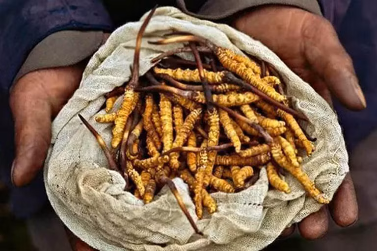 Khong dung tuy tien dong trung ha thao-Hinh-2