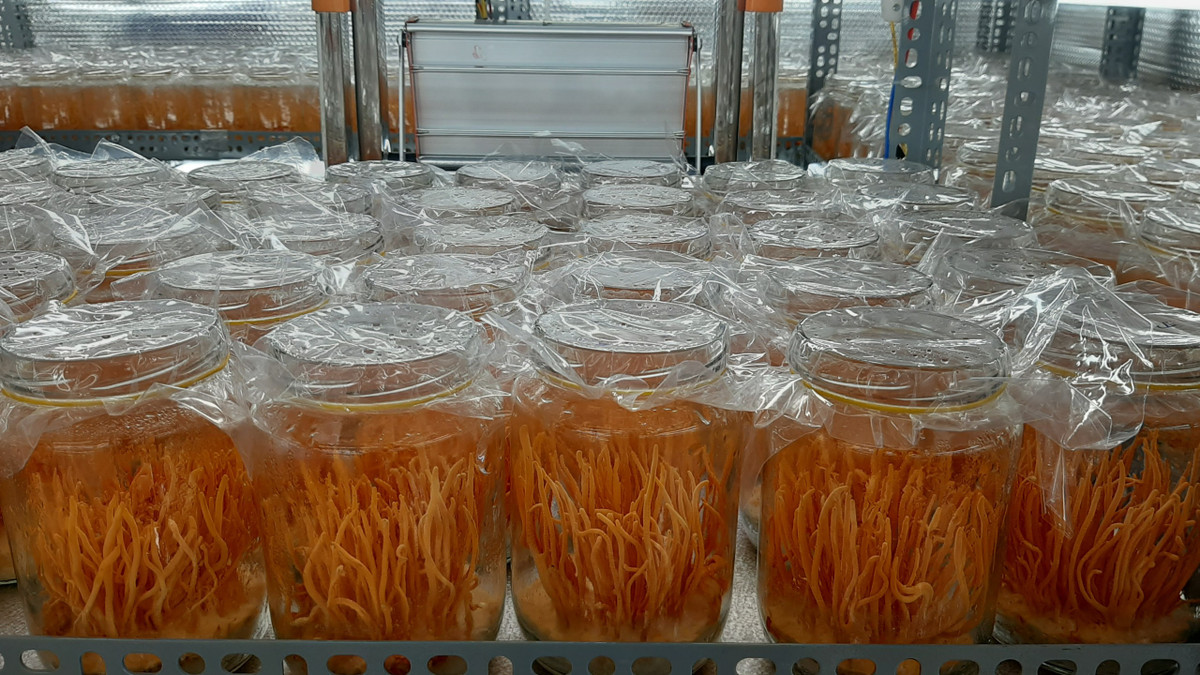 Không dùng tuỳ tiện đông trùng hạ thảo Khong dung tuy tien dong trung ha thao