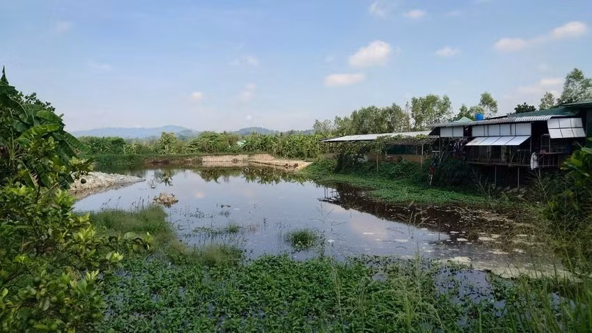 Trai heo bi xu phat gan 600 trieu dong vi vi pham moi truong