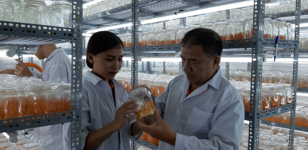 Thực hư đông trùng hạ thảo online giá rẻ - Hình 3 Thuc hu dong trung ha thao online gia re-Hinh-3