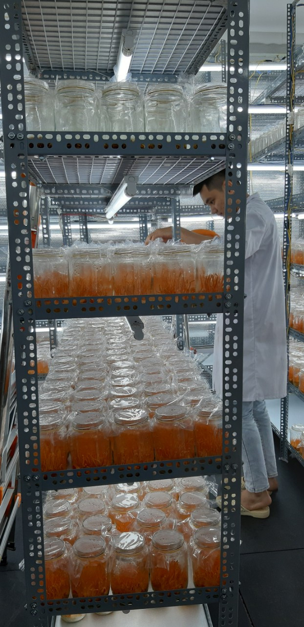 Thực hư đông trùng hạ thảo online giá rẻ - Hình 4 Thuc hu dong trung ha thao online gia re-Hinh-4