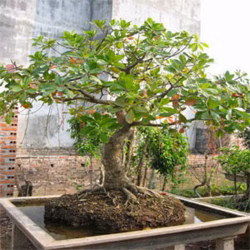 Để mang lại tài lộc và may mắn, nên trồng cây lộc vừng trước sân nhà. Vị trí thoáng đãng sẽ giúp cây phát triển đều. Ảnh: Blogspot. (Bài viết chỉ mang tính chất tham khảo, cung cấp nội dung mang tính trắc nghiệm vui cho bạn đọc).