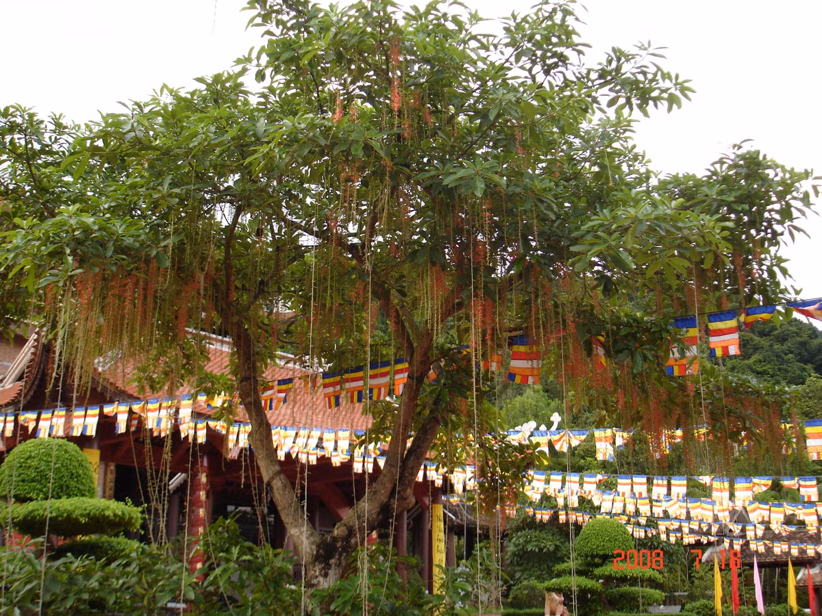 Gốc cây lộc vừng to, vững chắc tượng trưng cho ý chí kiên định, khó lay chuyển của gia chủ. Ảnh: Useful Tropical Plants.