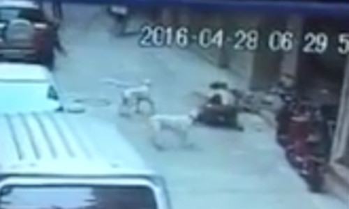 Ông bố một mình chiến đấu với đàn chó dữ để cứu con. Ảnh cắt từ clip.