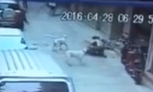 Ông bố một mình chiến đấu với đàn chó dữ để cứu con. Ảnh cắt từ clip.