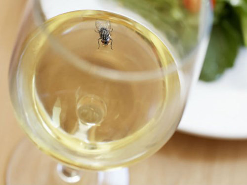 97% thực khách vẫn ăn thức ăn bẩn bị ruồi bâu 97% thuc khach van an thuc an ban bi ruoi bau