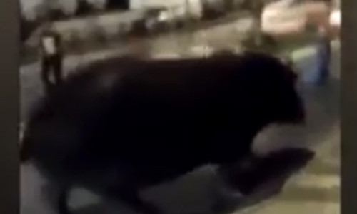 Con hà mã to lớn bất ngờ xuất hiện trên phố. Ảnh cắt từ clip.