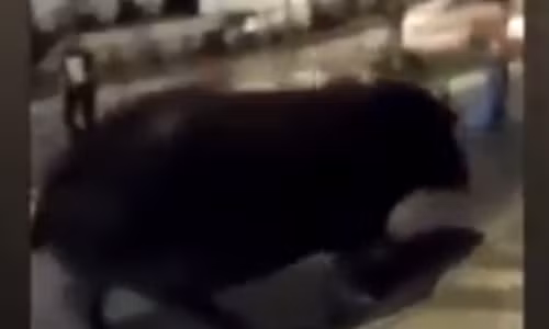 Con hà mã to lớn bất ngờ xuất hiện trên phố. Ảnh cắt từ clip.