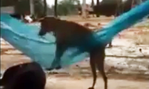 Chú chó trèo lên nằm võng ngủ như con người. Ảnh cắt từ clip.