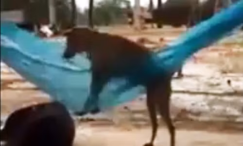 Chú chó trèo lên nằm võng ngủ như con người. Ảnh cắt từ clip.