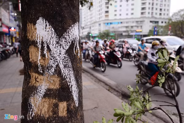 Trong đó, chi phí khảo sát hết 1 tỉ đồng, chặt hạ, thay thế cây mới, hoàn trả vỉa hè hết hơn 67 tỉ đồng; đánh mã số cây hết 4,5 tỉ đồng, tức đánh mã số mỗi cây hết khoảng 670 nghìn đồng.