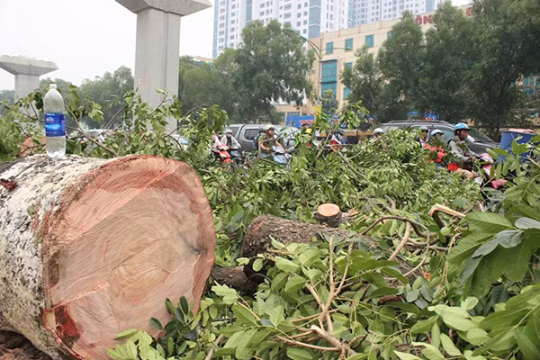 Cũng với đường kính như trên, nếu chỉ cắt tỉa không sử dụng xe nâng thì chi phí là 13,3 triệu và trường hợp cây gãy đổ, chi phí giải tỏa là trên 10 triệu đồng.