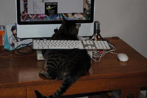 Mèo ta chẳng cần dùng bàn phím.