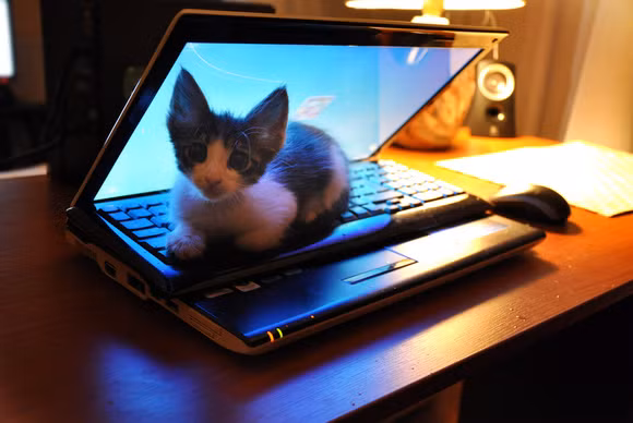 Phải chăng đây là cách để mèo con sưởi ấm trong mùa đông.