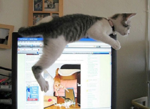 Một kiểu rình chuột cực bá đạo! 