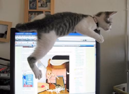 Một kiểu rình chuột cực bá đạo! 