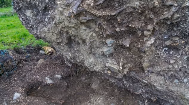 Một cơn bão lớn đã làm bật gốc cây 215 tuổi ở Ireland.