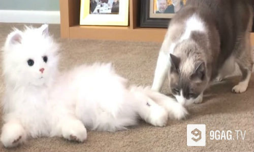 Chú mèo robot y như thật.