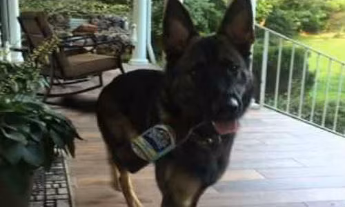 Chú chó uống bia và cái kết bất ngờ.