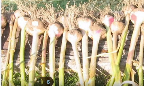 Tỏi tự trồng trong nhà năng suất không kém mua ngoài chợ.