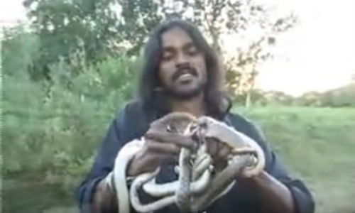 Người đàn ông ăn rắn còn sống.