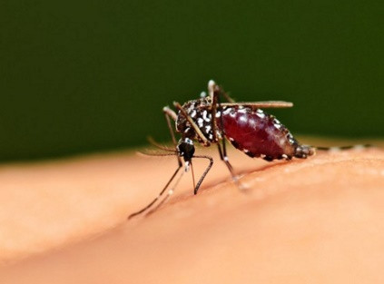 Muỗi góp phần tạo cân bằng hệ sinh thái.