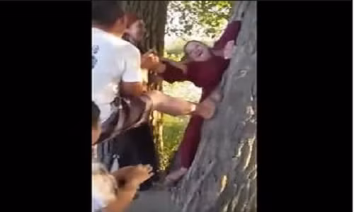 Người đàn bà béo mắc kẹt trong thân cây.