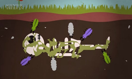 Cơ thế bạn sau khi chết.