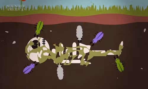 Cơ thế bạn sau khi chết.