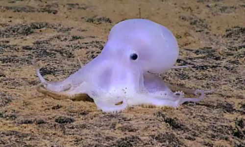 Cận cảnh ma bạch tuộc.