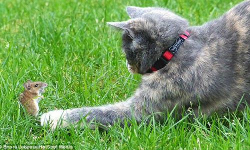 Tom và Jerry đời thực.