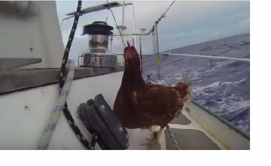 Chú gà duy nhất trên thế giới được đi du lịch khắp nơi.