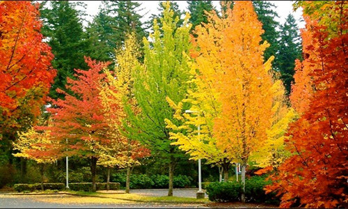 Lá cây thay đổi thành nhiều màu sắc vào mùa thu.
