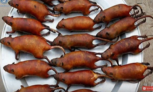 Món thịt chuột đồng.