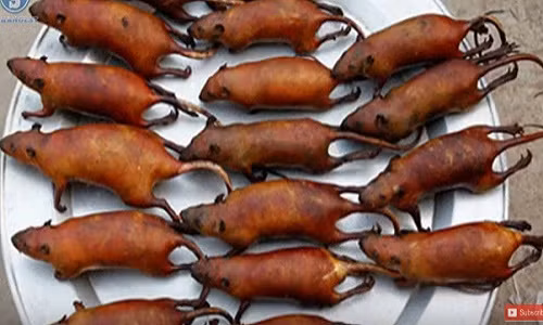 Món thịt chuột đồng.