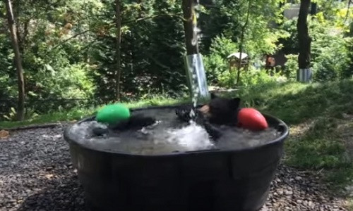 Thú vị hình ảnh chú gấu này tắm bồn.