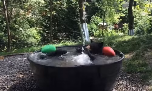 Thú vị hình ảnh chú gấu này tắm bồn.