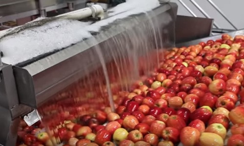 Những hoa quả bạn mua hàng ngày có thể hái từ một năm về trước.