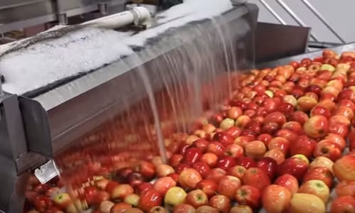 Những hoa quả bạn mua hàng ngày có thể hái từ một năm về trước.