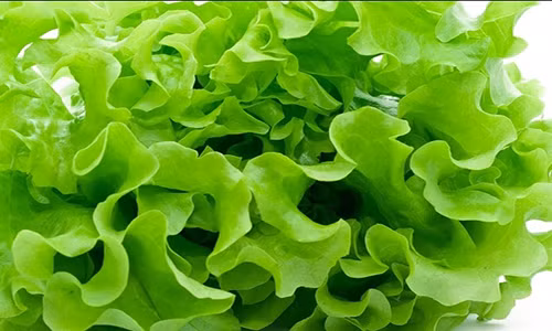 Bạn có thể giữ rau tươi lâu trong một tuần.