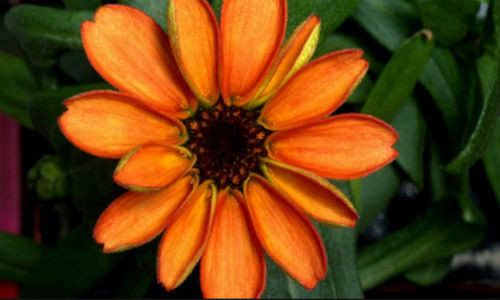 Hình ảnh bông hoa đầu tiên nở trong không gian.