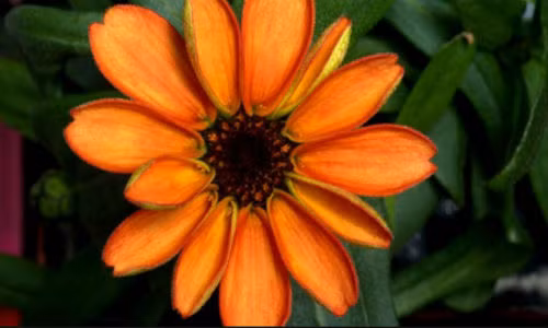 Hình ảnh bông hoa đầu tiên nở trong không gian.